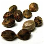 Семена марихуаны АК-47  (Seeds AK-47) в Николаевске